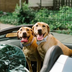 Meet your Posher, Josh